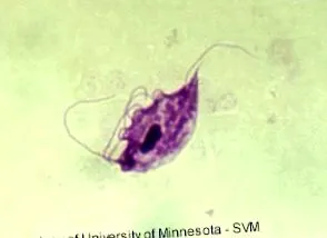giardia