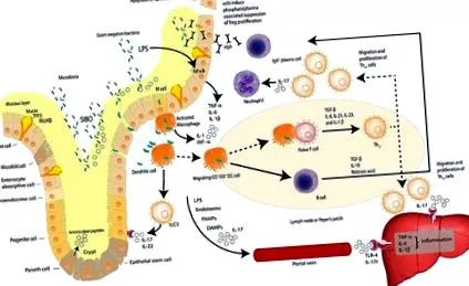 dysbiosis