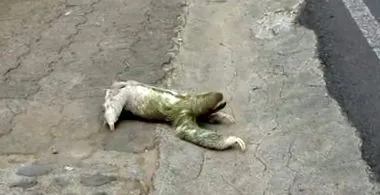 domáci