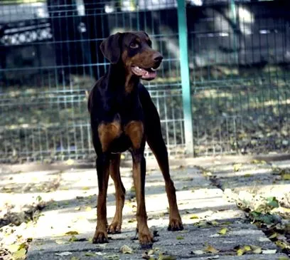 doberman