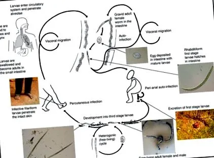 papillomavirus