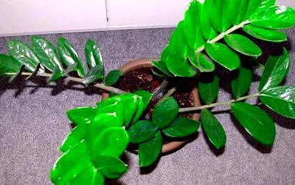 népszerű