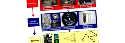 cryptosporidium