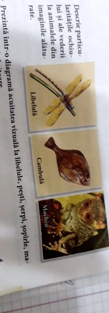 látásélesség