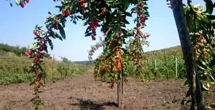 goji