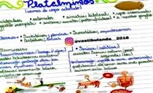 filo platyhelminthes