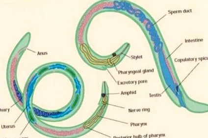 filum gambar