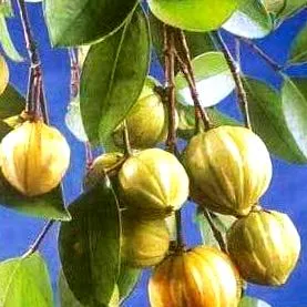 spoločnosti
