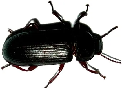 csodálatos