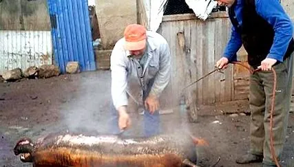 колбаси