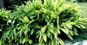 kurkuma galangal