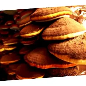 ganoderma