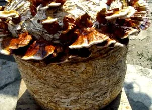 ganoderma