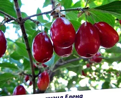minden