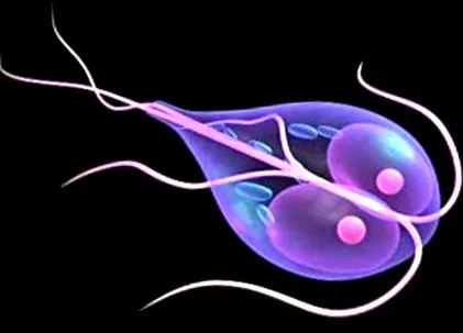 giardia giardia