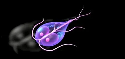 giardia