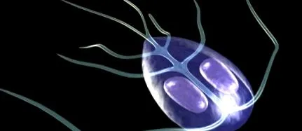 tünetei giardia