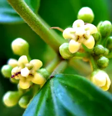 glucoplant