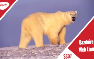 linux