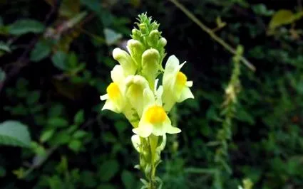 rastlina