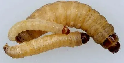 biológiai ellenőrzése kaptárban