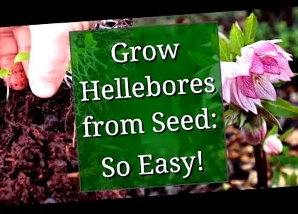 hellebore