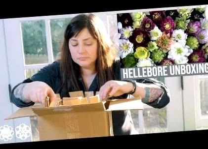 hellebore