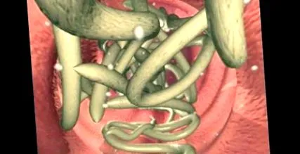 helmifag