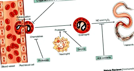 immunterjesztése