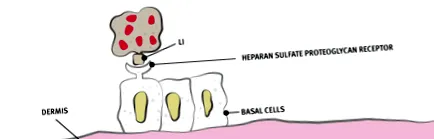 humán