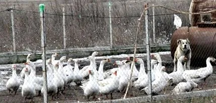 üzleti