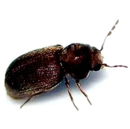 parazita parazita