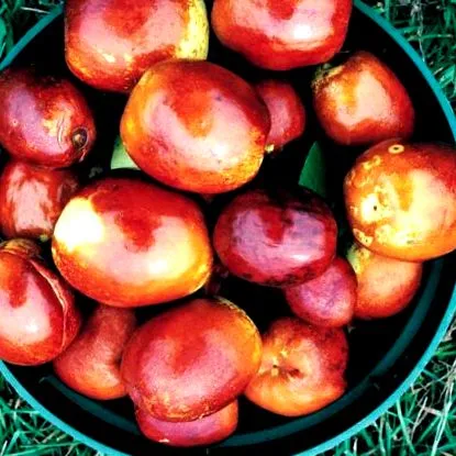jujube