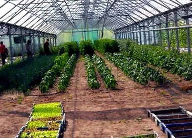 балкони зеленчуци