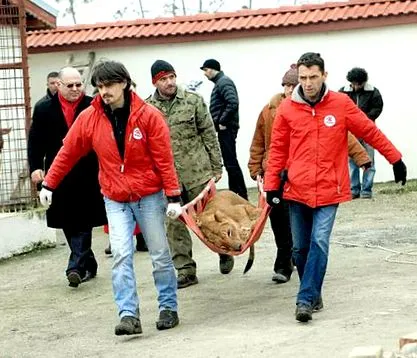 камитару лавовите