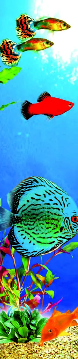 aquaristics sera