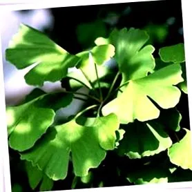 efectele ginkgo
