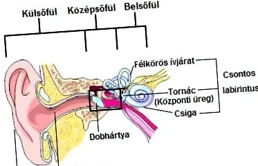 суші