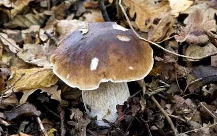 грибний