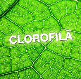 folyékony klorofill