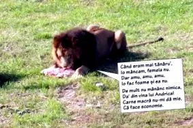 țужу