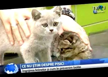 википедија википедија