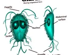giardia