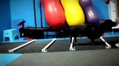 fitnes
