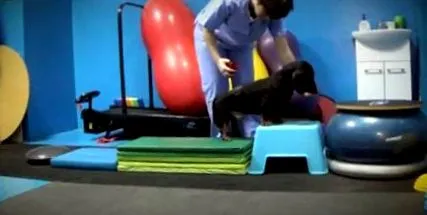 fitnes
