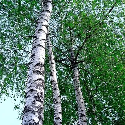 emblémanövények