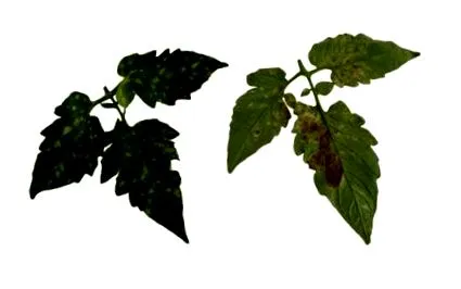користите листовите
