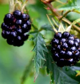 ефекти blackberries