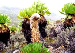 kenya