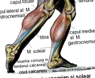 lábizmok lábizmok